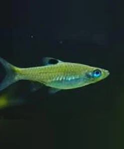 Emerald Eye Rasbora