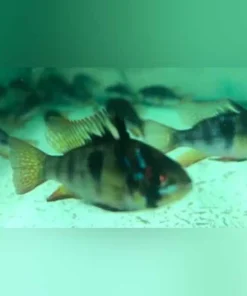 Black Ram