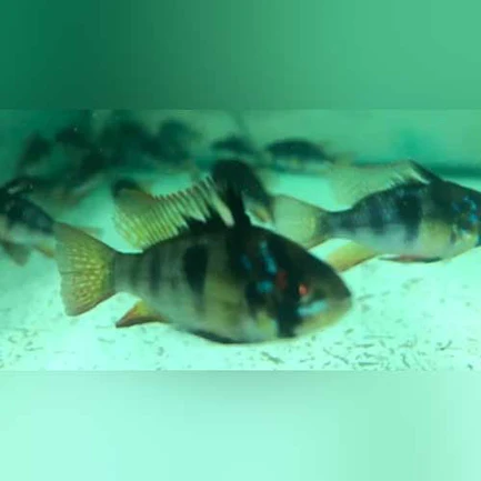 Black Ram