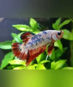 Galaxy Betta