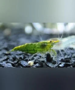 Jade Green Shrimp