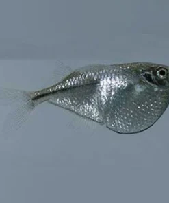 Silver Hatchetfish