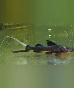 False Tigrinis Catfish