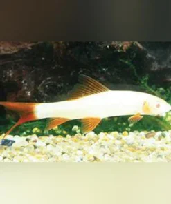 Albino Rainbow Shark