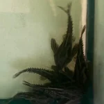 Irwini Giant Talking Catfish