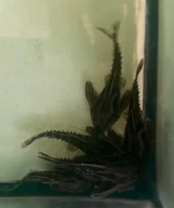 Irwini Giant Talking Catfish