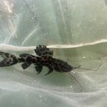 Achara Catfish