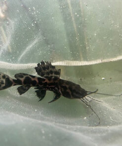Achara Catfish