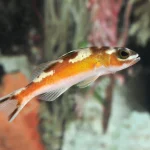 Tobacco Basslet