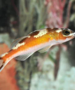 Tobacco Basslet