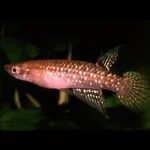Jeweled Panchax