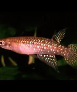 Jeweled Panchax