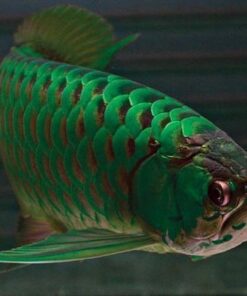 Green Arowana For Sale
