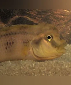 Buffalo Head Cichlid