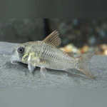 Cory Concolor Venezuela