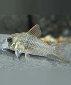 Cory Concolor Venezuela