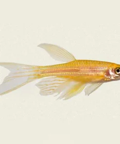 Gold Long Fin Danio