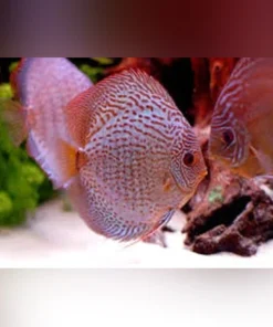 Snakeskin Discus