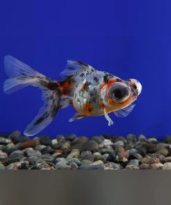Calico Telescope Head Goldfish