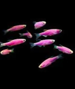 Galactic Purple Glo Danio