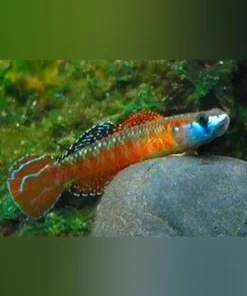 Neon Red Stiphodon Goby