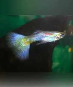 Blue Delta Guppy (Pair)