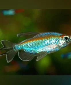 Congo Tetra