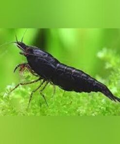 Black Knight Shrimp