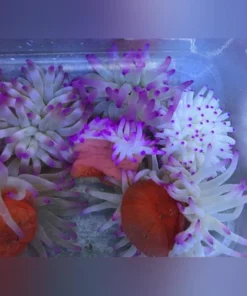 Condy Anemone
