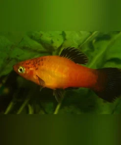 Marigold Wag Platy