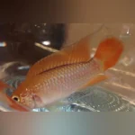 Apistogramma Agassizi Orange Laser (Pair)