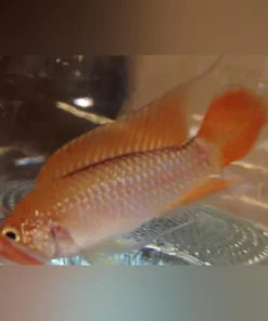 Apistogramma Agassizi Orange Laser (Pair)