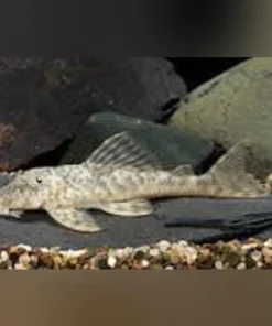 L-127 Columbian False Zebra Pleco
