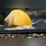 Gold Inca Snail