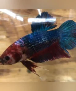 Giant Betta Plakat