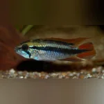 Apistogramma Agassizi Dwarf Blue Peruvian