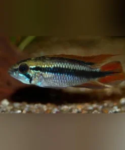Apistogramma Agassizi Dwarf Blue Peruvian