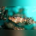 Upside Down Catfish