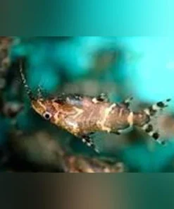 Upside Down Catfish