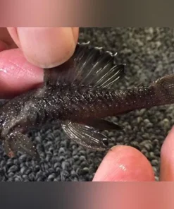 L-183 Starlight Bristlenose Pleco