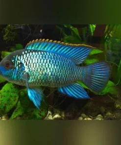 Electric Blue Acara Cichlid