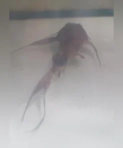Goonch Catfish