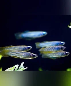 Norman's Lampeye Killifish