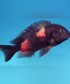 Bulu Point Tropheus