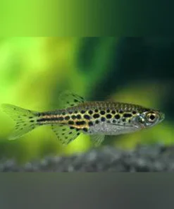 Gold Ring Danio