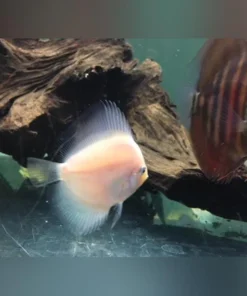 Snow White Discus
