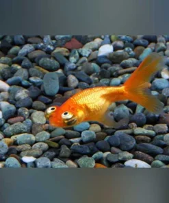 Celestial Eye Goldfish