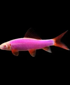 Galactic Purple Glofish Shark