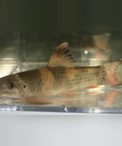 Panda Garra