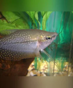 Pearl Gourami